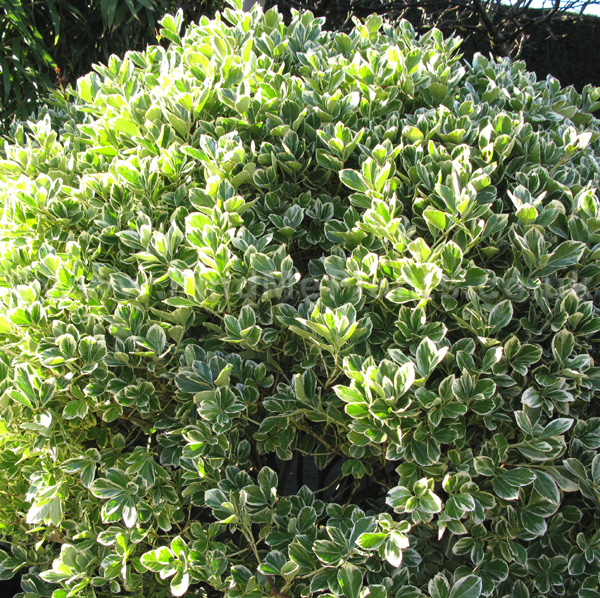 Big Photo of Euonymus Japonicus