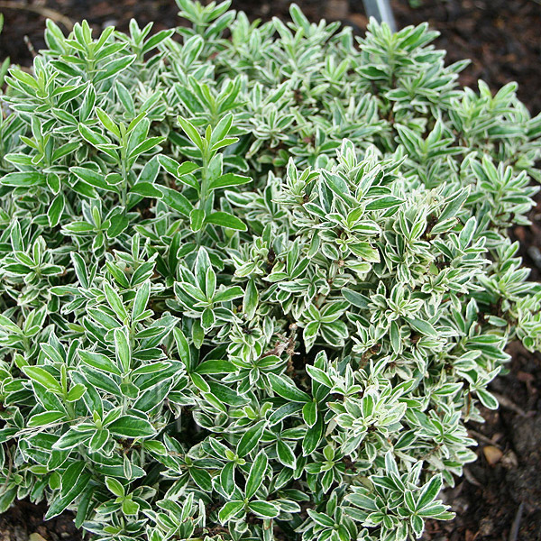 Big Photo of Euonymus Microphyllus