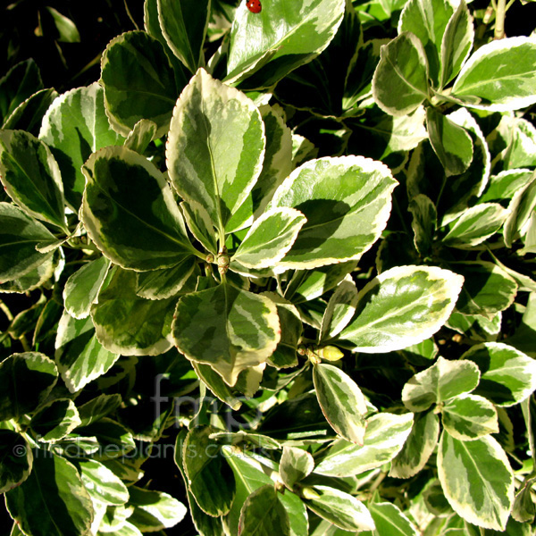 Big Photo of Euonymus Japonicus