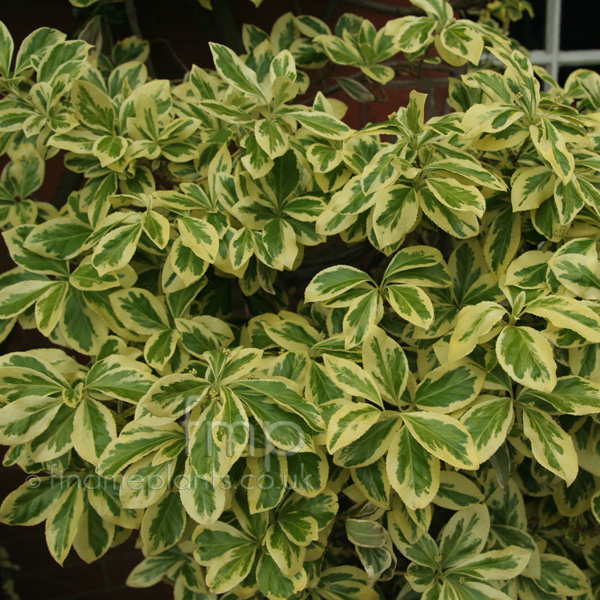 Big Photo of Euonymus Radicans, Leaf Close-up