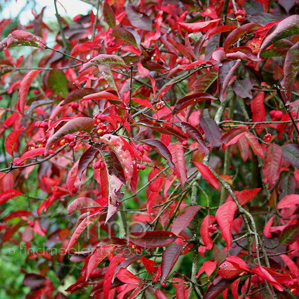 Big Photo of Euonymus Europaeus