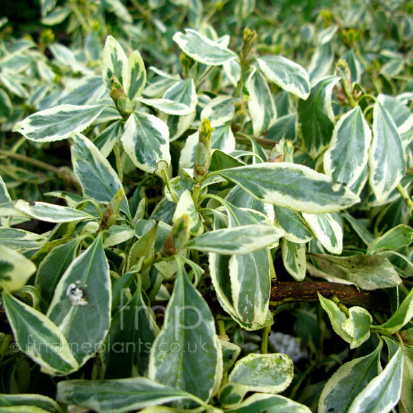 Big Photo of Euonymus Fortunei