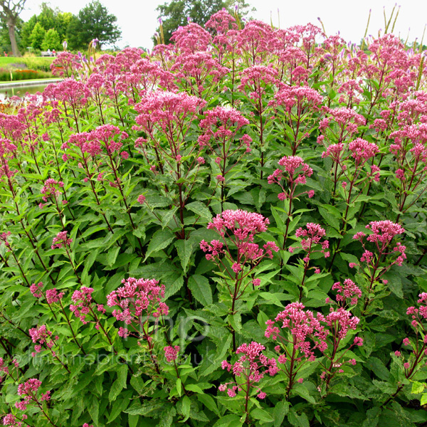 Big Photo of Eupatorium Maculatum