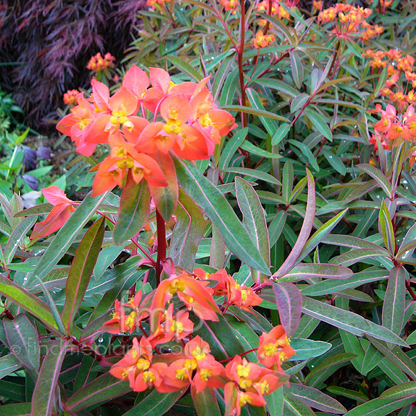 Big Photo of Euphorbia Griffithii