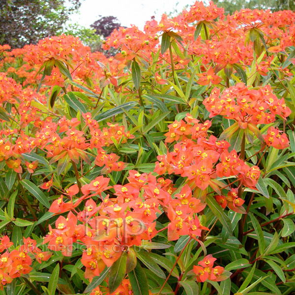 Big Photo of Euphorbia Griffithii