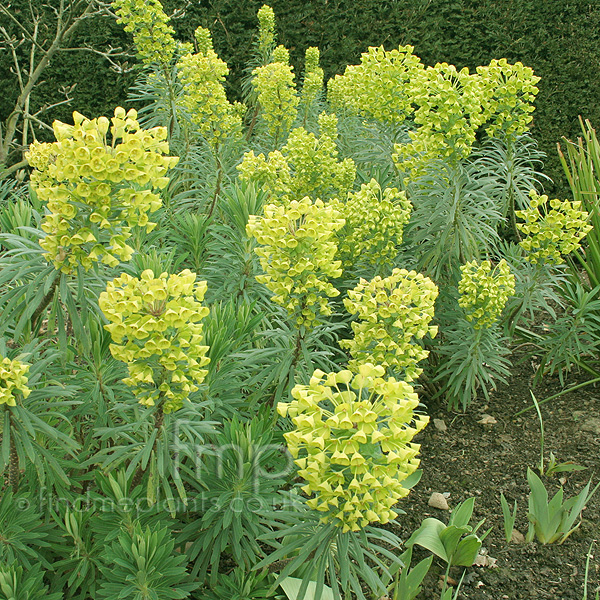 Big Photo of Euphorbia Characias