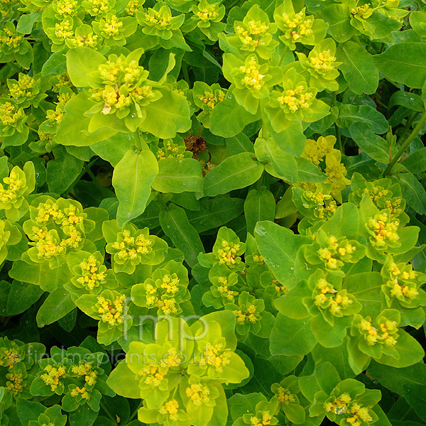 Big Photo of Euphorbia Pilosa