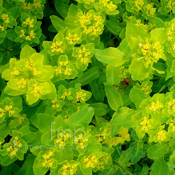 Big Photo of Euphorbia Pilosa