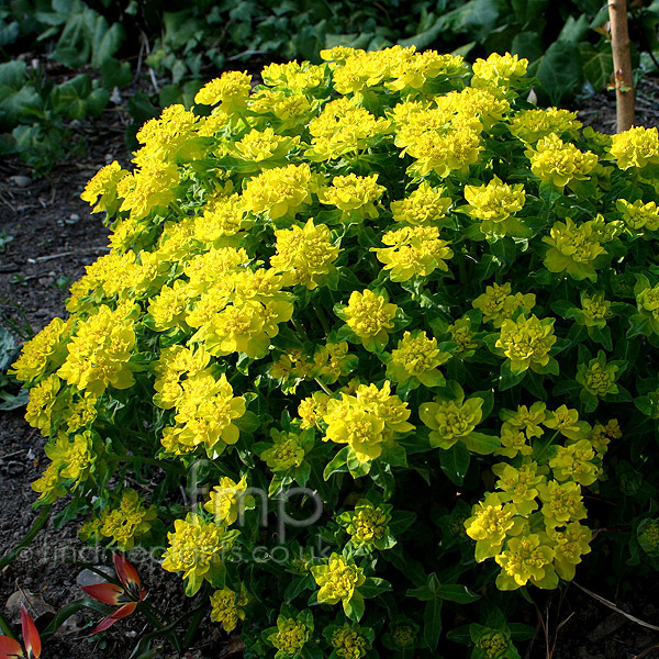 Big Photo of Euphorbia Polychroma