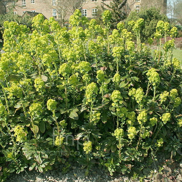 Big Photo of Euphorbia Amygdaloides