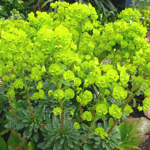 Big Photo of Euphorbia Amygdaloides