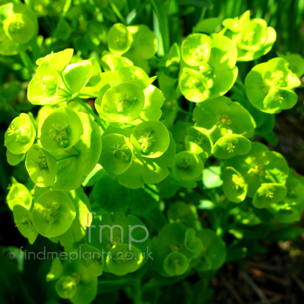 Big Photo of Euphorbia Amygdaloides, Flower Close-up