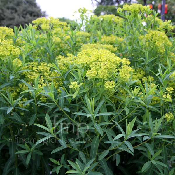 Big Photo of Euphorbia Sarawschanica