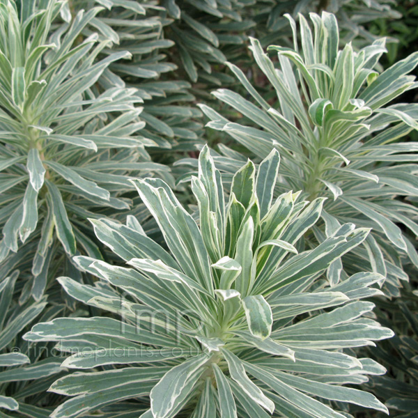 Big Photo of Euphorbia Characias, Leaf Close-up