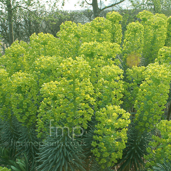 Big Photo of Euphorbia Characias