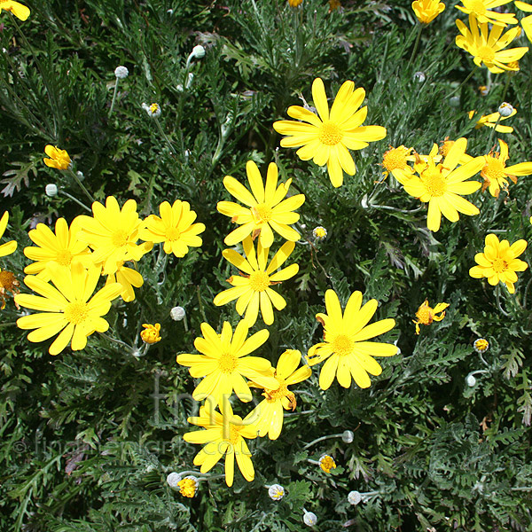 Big Photo of Euryops Pectinatus