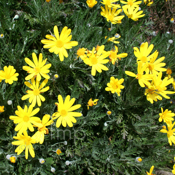 Big Photo of Euryops Pectinatus