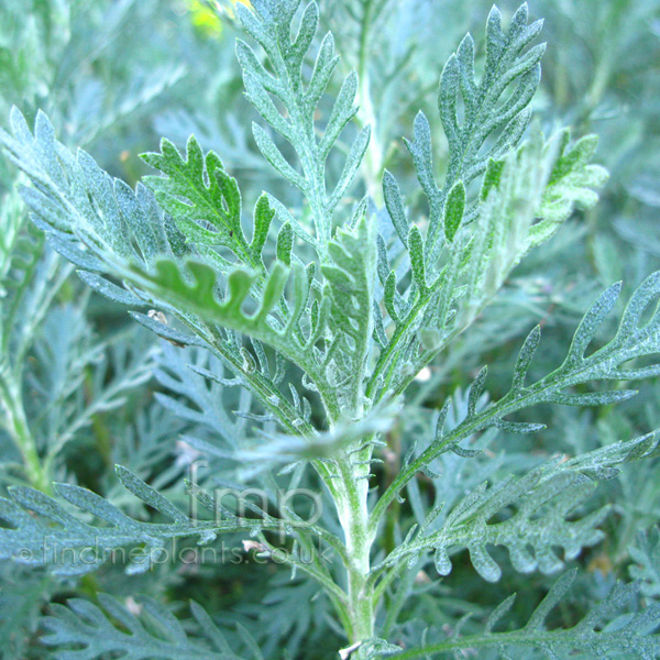 Big Photo of Euryops Pectinatus, Leaf Close-up