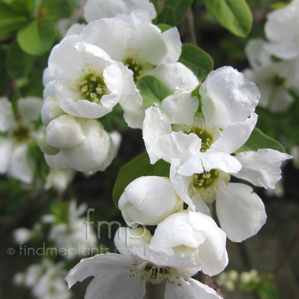 Big Photo of Exochorda X Macrantha, Flower Close-up