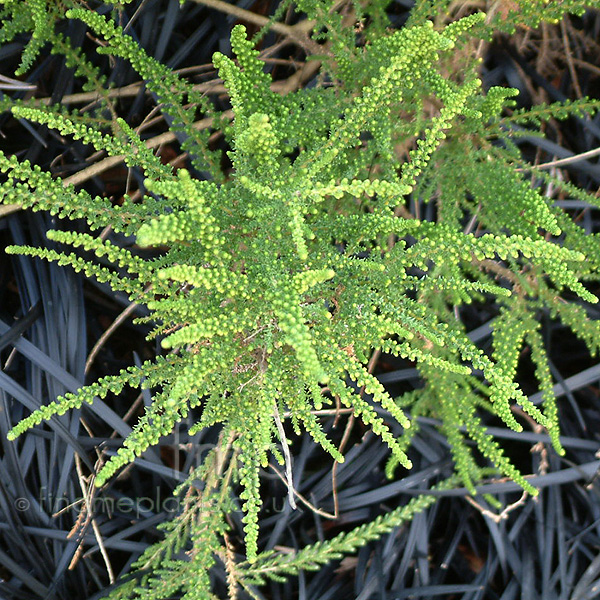 Big Photo of Fabiana Imbricata