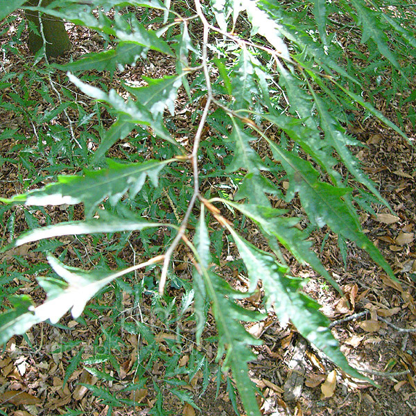 Big Photo of Fagus Heterophylla