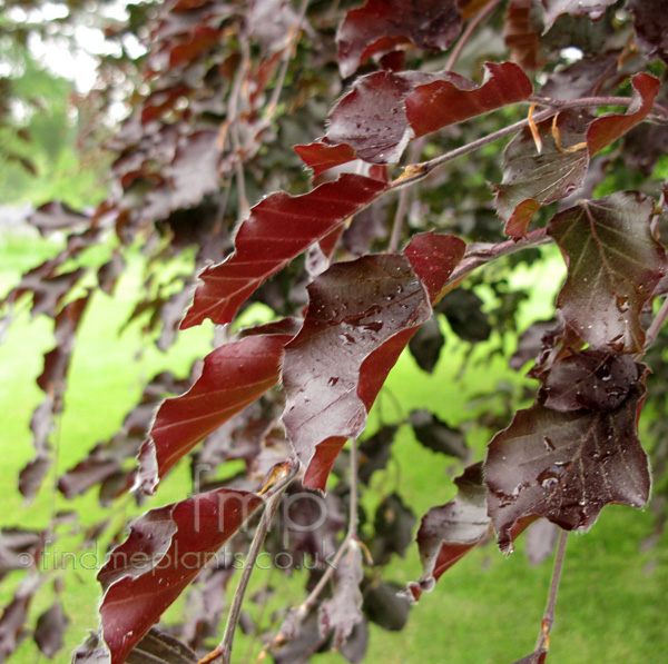 Big Photo of Fagus  Sylvatica, Leaf Close-up