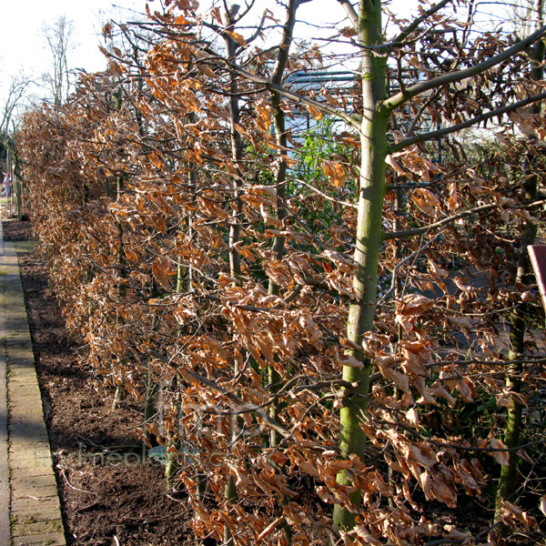 Big Photo of Fagus Sylvatica