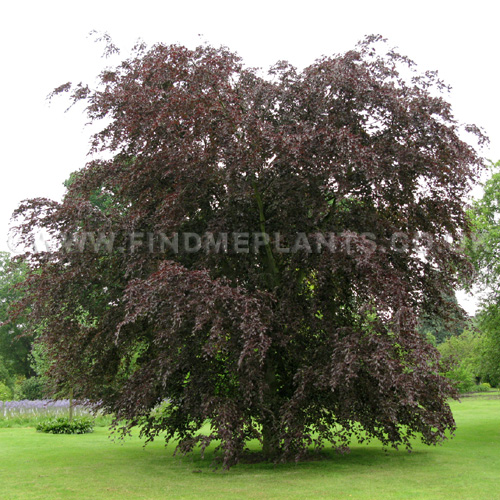 Big Photo of Fagus  Sylvatica