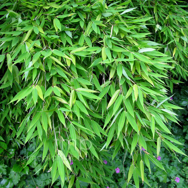 Big Photo of Fargesia Murielae, Leaf Close-up