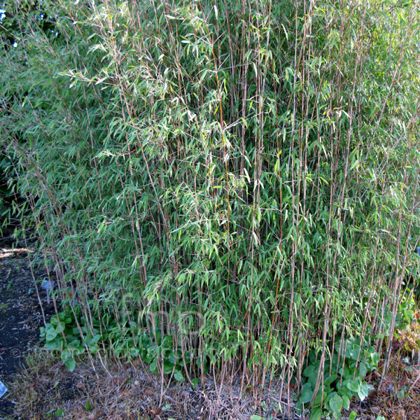 Big Photo of Fargesia Nitida