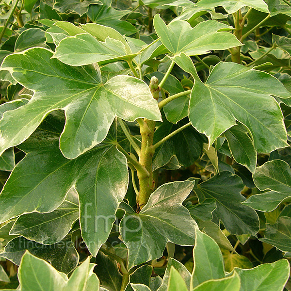 Big Photo of Fatshedera Lizei