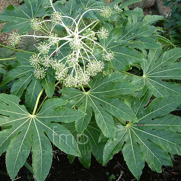 Big Photo of Fatsia Japonica