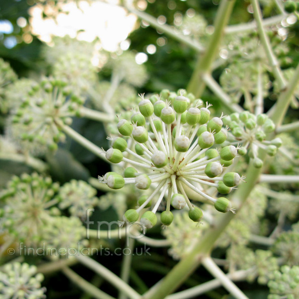 Big Photo of Fatsia Japonica, Flower Close-up