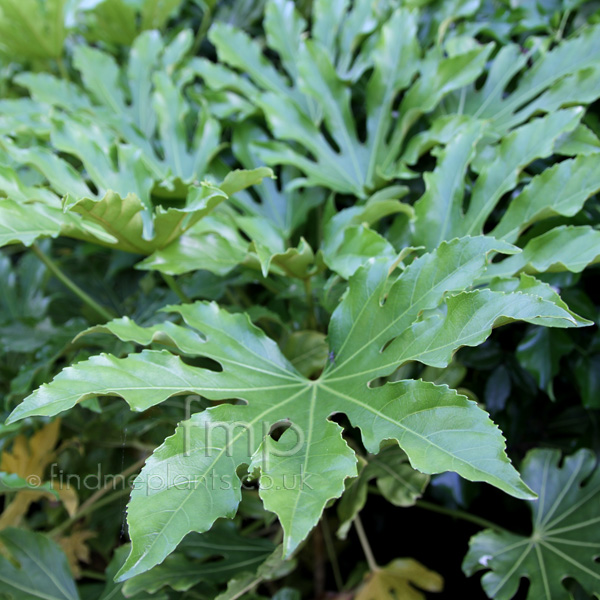 Big Photo of Fatsia Japonica, Leaf Close-up