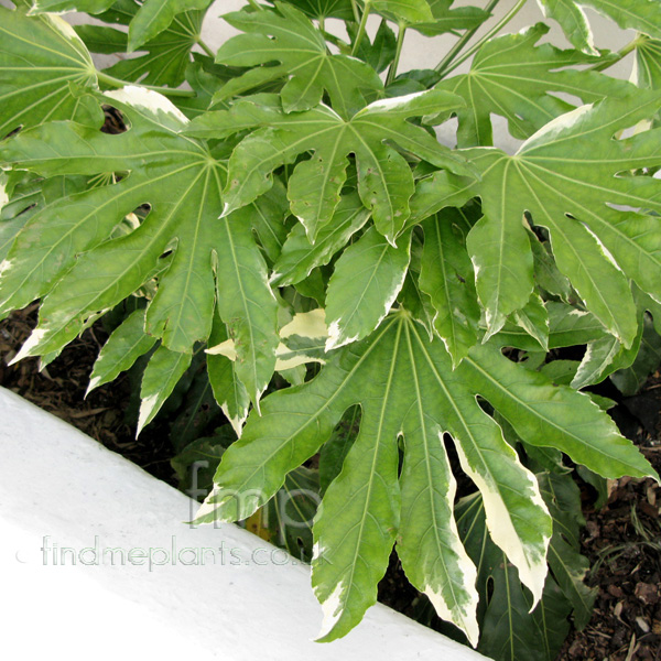 Big Photo of Fatsia Japonica, Leaf Close-up