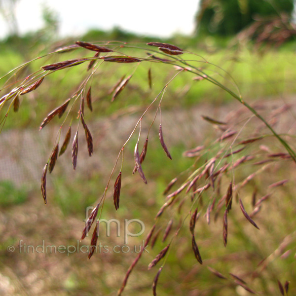 Big Photo of Festuca Amethystina