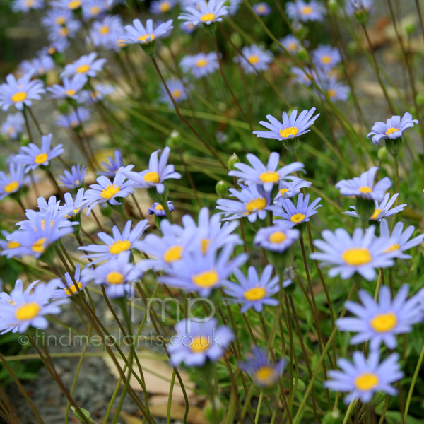 Big Photo of Felicia Amelloides, Flower Close-up