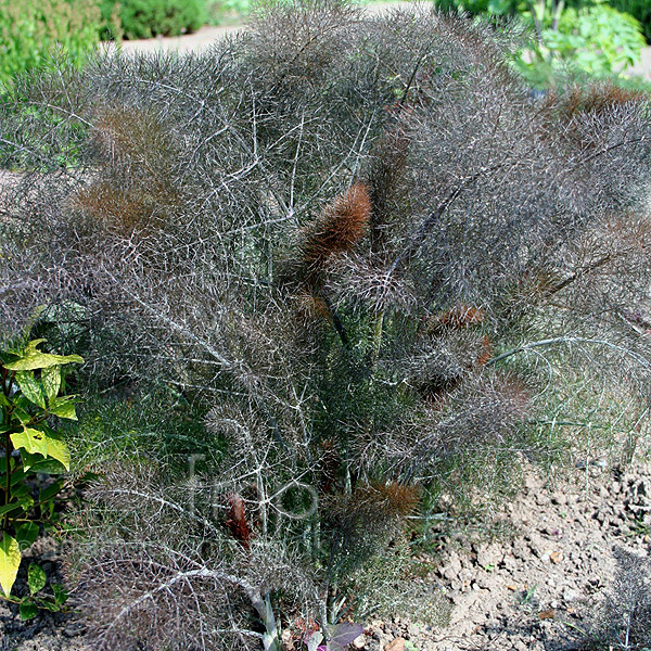 Big Photo of Foeniculum Vulgare