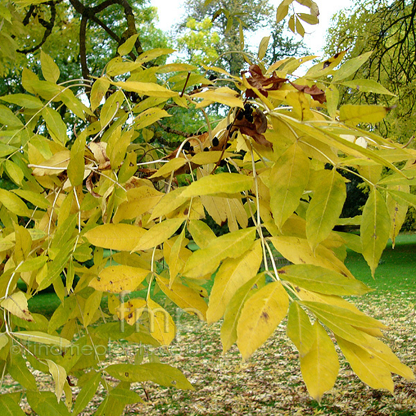 Big Photo of Fraxinus Excelsior