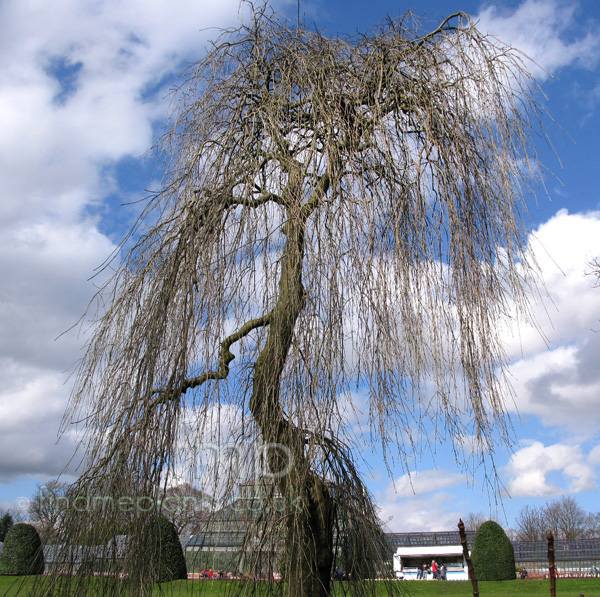 Big Photo of Fraxinus Excelsior