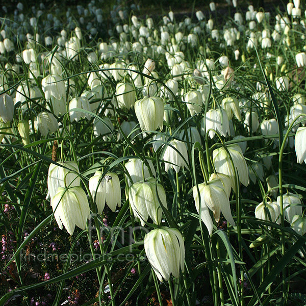 Big Photo of Fritillaria Meleagris