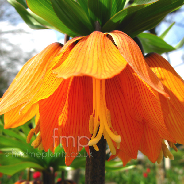 Big Photo of Fritillaria Imperialis, Flower Close-up