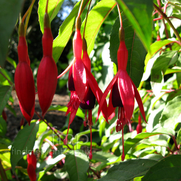 Big Photo of Fuchsia , Flower Close-up