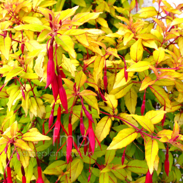 Big Photo of Fuchsia Magellanica, Flower Close-up