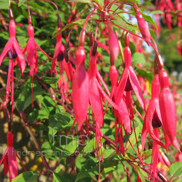 Big Photo of Fuchsia Megellanica, Flower Close-up