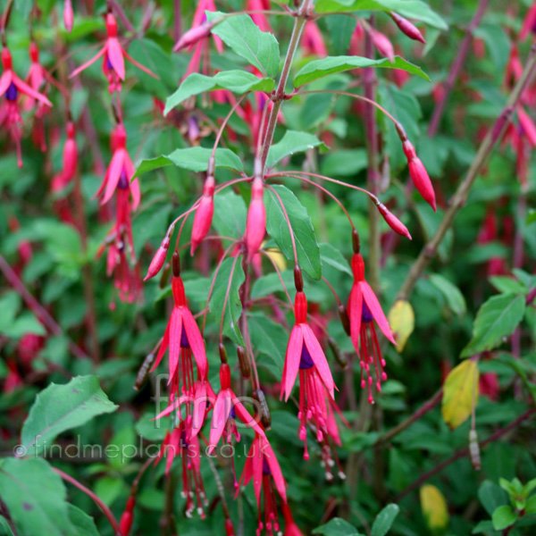 Big Photo of Fuchsia Magellanica