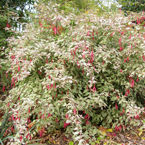 Big Photo of Fuchsia Magellanica