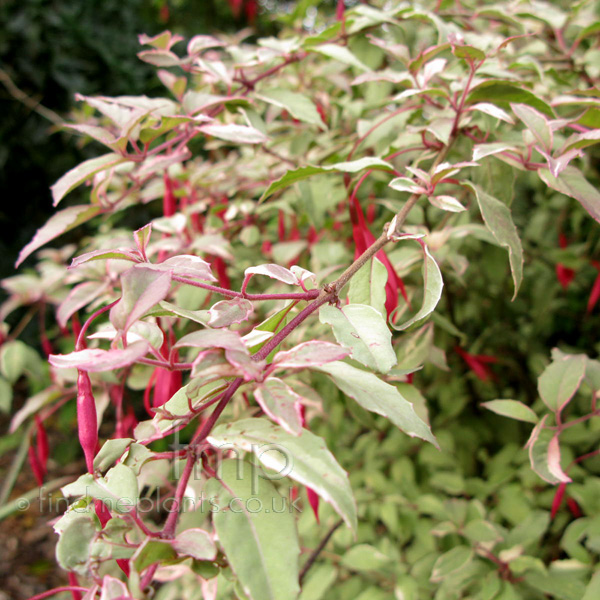 Big Photo of Fuchsia Magellanica, Leaf Close-up