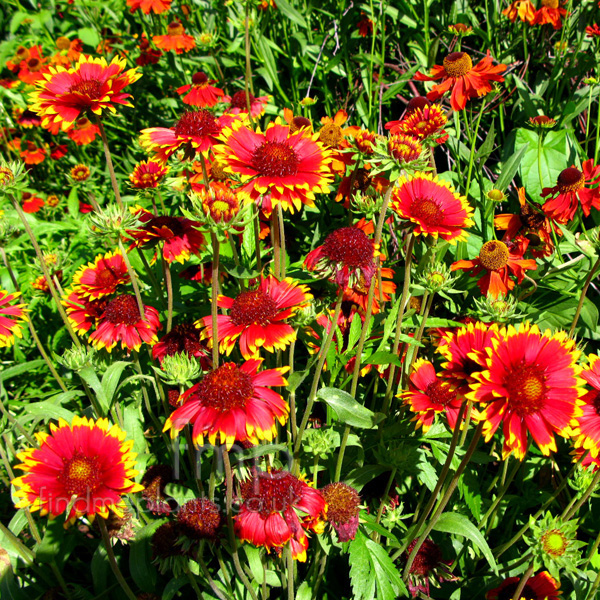 Big Photo of Gaillardia 