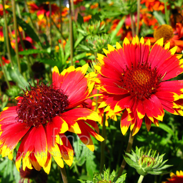 Big Photo of Gaillardia , Flower Close-up